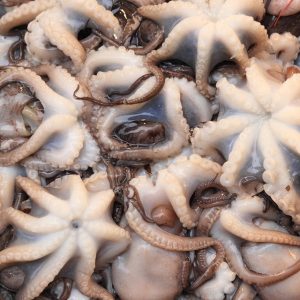 Pulpo congelado con planeación de demanda durante veda